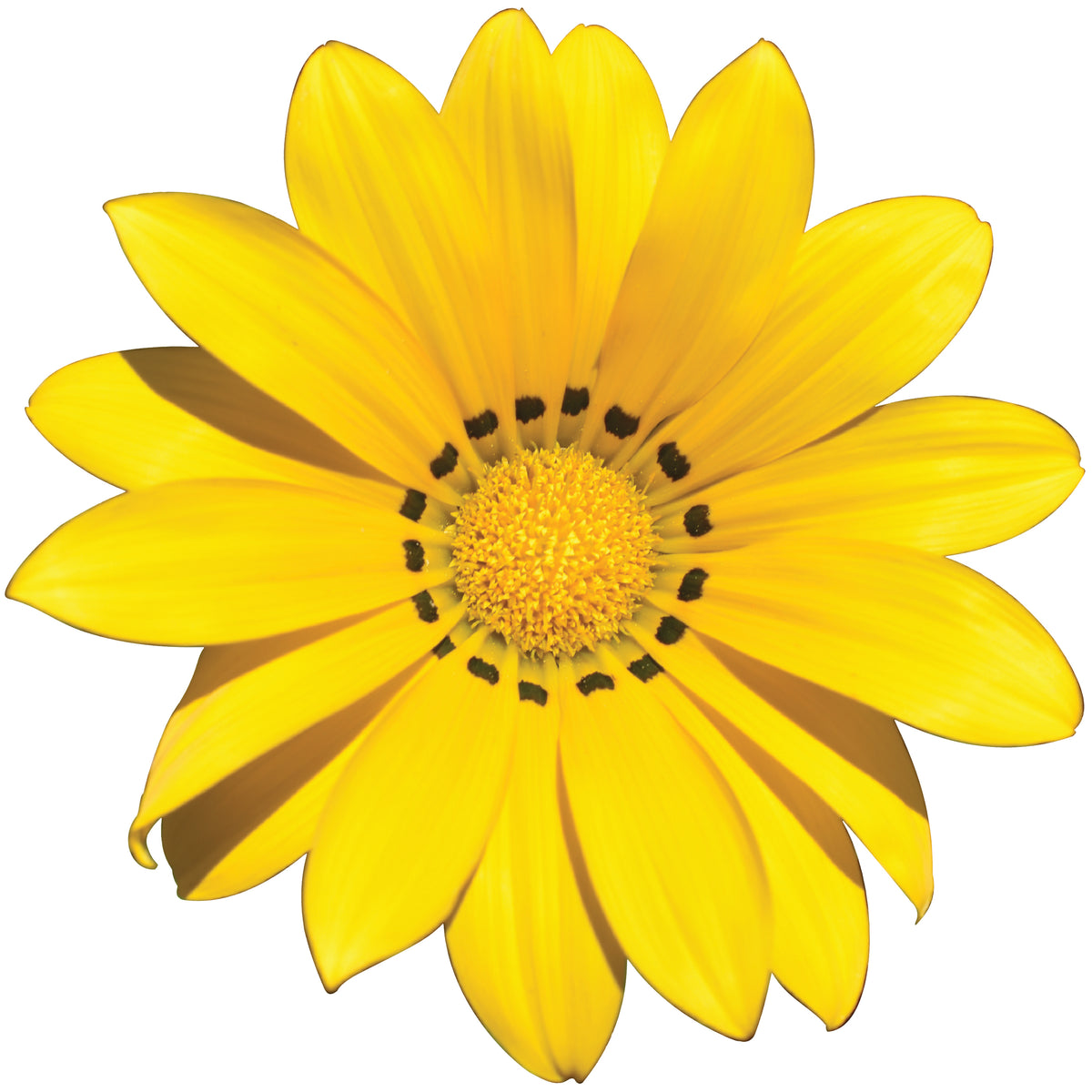 Feelgood Health Natural Wholesalers Distributors South Africa