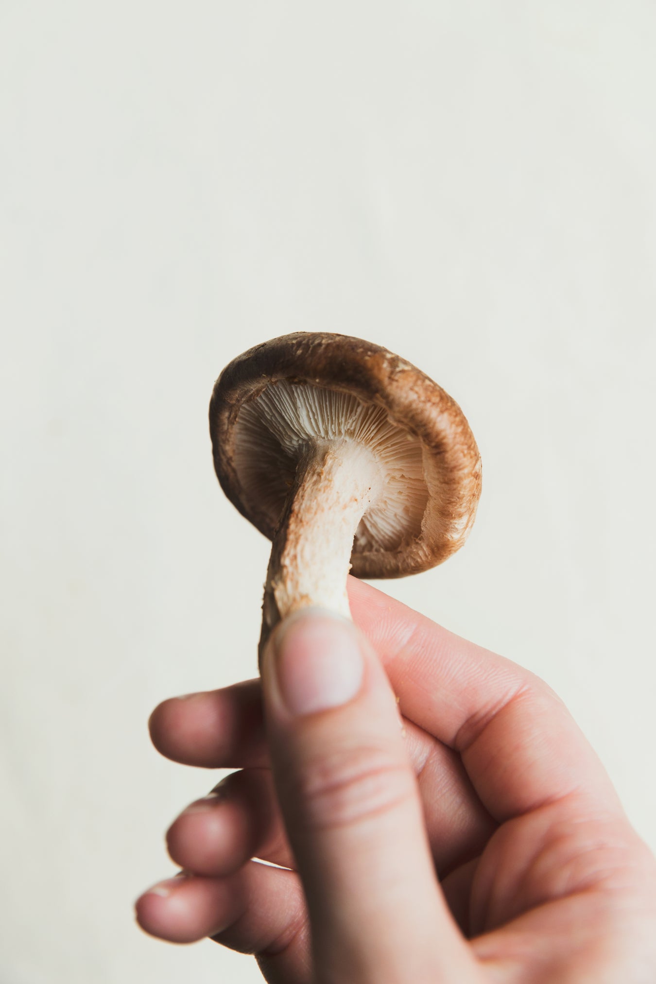 Mushroom Supplements
