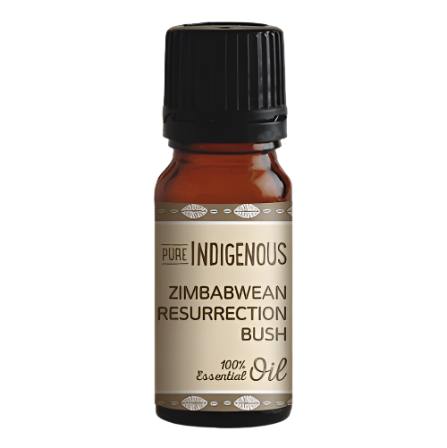 Zimbabwe Resurrection Bush Oil - Wholesale Distribution 