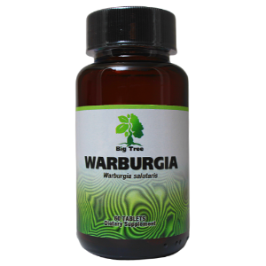 Wholesale Big Tree Warburgia natural antibiotic